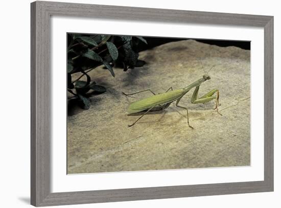 Mantis Religiosa (Praying Mantis) - on Stone-Paul Starosta-Framed Photographic Print