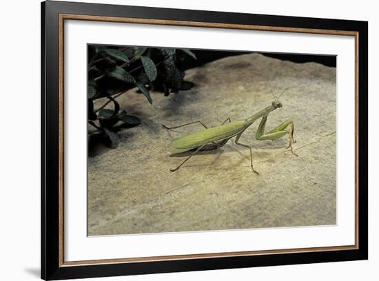 Mantis Religiosa (Praying Mantis) - on Stone-Paul Starosta-Framed Photographic Print