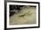 Mantis Religiosa (Praying Mantis) - on Stone-Paul Starosta-Framed Photographic Print