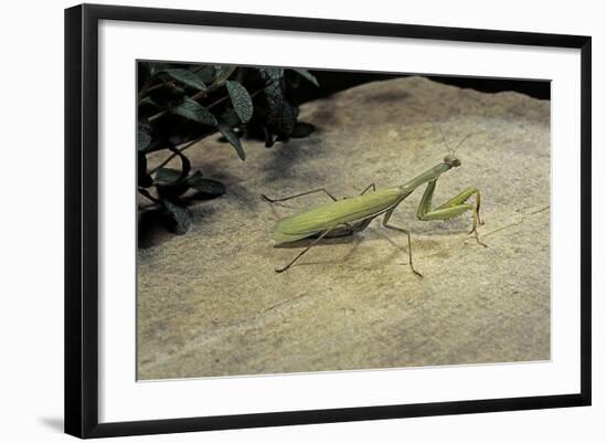 Mantis Religiosa (Praying Mantis) - on Stone-Paul Starosta-Framed Photographic Print