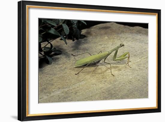 Mantis Religiosa (Praying Mantis) - on Stone-Paul Starosta-Framed Photographic Print