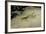 Mantis Religiosa (Praying Mantis) - on Stone-Paul Starosta-Framed Photographic Print