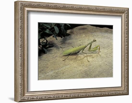 Mantis Religiosa (Praying Mantis) - on Stone-Paul Starosta-Framed Photographic Print