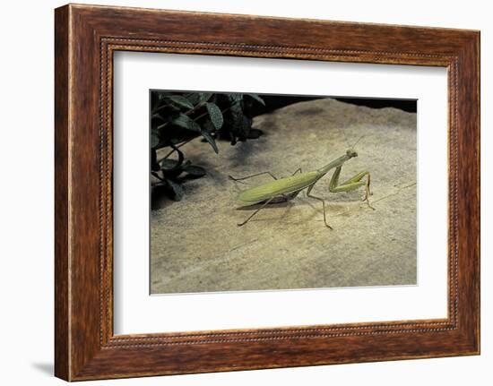 Mantis Religiosa (Praying Mantis) - on Stone-Paul Starosta-Framed Photographic Print