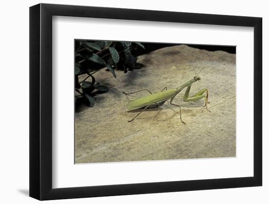 Mantis Religiosa (Praying Mantis) - on Stone-Paul Starosta-Framed Photographic Print