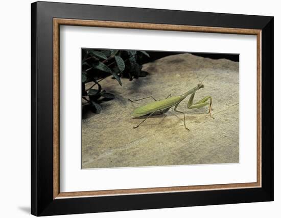 Mantis Religiosa (Praying Mantis) - on Stone-Paul Starosta-Framed Photographic Print