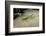 Mantis Religiosa (Praying Mantis) - on Stone-Paul Starosta-Framed Photographic Print