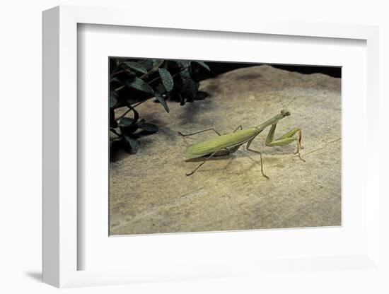 Mantis Religiosa (Praying Mantis) - on Stone-Paul Starosta-Framed Photographic Print