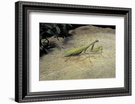 Mantis Religiosa (Praying Mantis) - on Stone-Paul Starosta-Framed Photographic Print