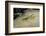 Mantis Religiosa (Praying Mantis) - on Stone-Paul Starosta-Framed Photographic Print