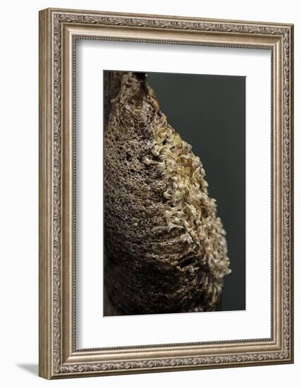 Mantis Religiosa (Praying Mantis) - Ootheca after Larvae Hatching-Paul Starosta-Framed Photographic Print