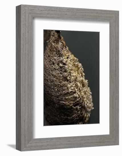 Mantis Religiosa (Praying Mantis) - Ootheca after Larvae Hatching-Paul Starosta-Framed Photographic Print