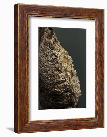 Mantis Religiosa (Praying Mantis) - Ootheca after Larvae Hatching-Paul Starosta-Framed Photographic Print