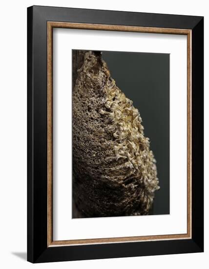 Mantis Religiosa (Praying Mantis) - Ootheca after Larvae Hatching-Paul Starosta-Framed Photographic Print