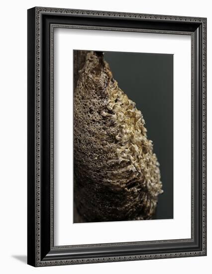 Mantis Religiosa (Praying Mantis) - Ootheca after Larvae Hatching-Paul Starosta-Framed Photographic Print