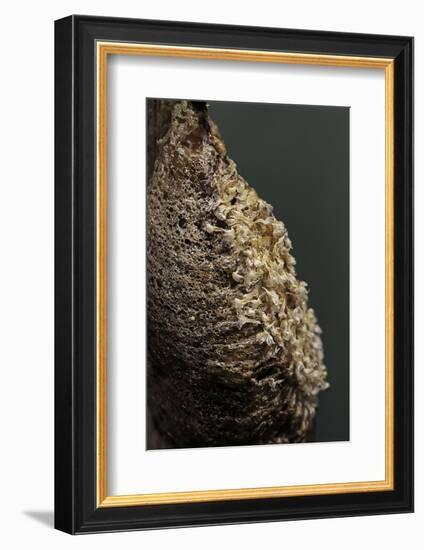 Mantis Religiosa (Praying Mantis) - Ootheca after Larvae Hatching-Paul Starosta-Framed Photographic Print