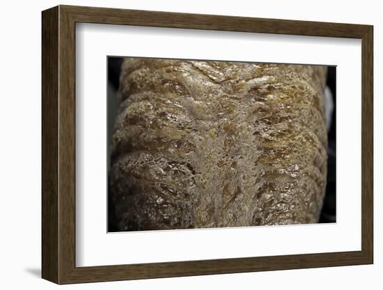 Mantis Religiosa (Praying Mantis) - Ootheca D?tail-Paul Starosta-Framed Photographic Print