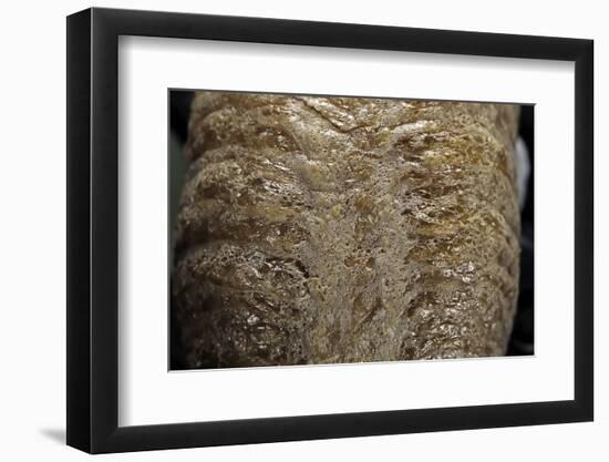 Mantis Religiosa (Praying Mantis) - Ootheca D?tail-Paul Starosta-Framed Photographic Print