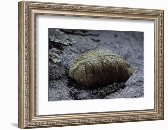 Mantis Religiosa (Praying Mantis) - Ootheca on a Stone-Paul Starosta-Framed Photographic Print