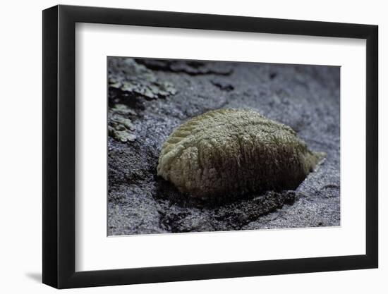 Mantis Religiosa (Praying Mantis) - Ootheca on a Stone-Paul Starosta-Framed Photographic Print