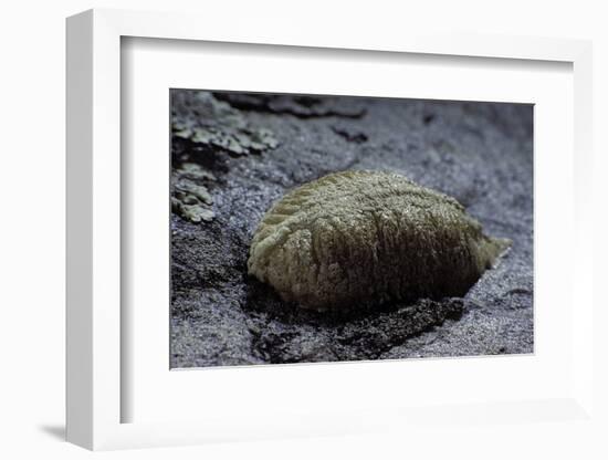 Mantis Religiosa (Praying Mantis) - Ootheca on a Stone-Paul Starosta-Framed Photographic Print