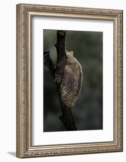 Mantis Religiosa (Praying Mantis) - Ootheca-Paul Starosta-Framed Photographic Print