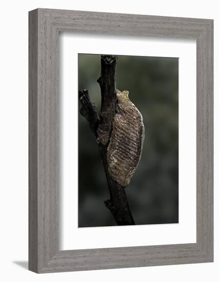 Mantis Religiosa (Praying Mantis) - Ootheca-Paul Starosta-Framed Photographic Print