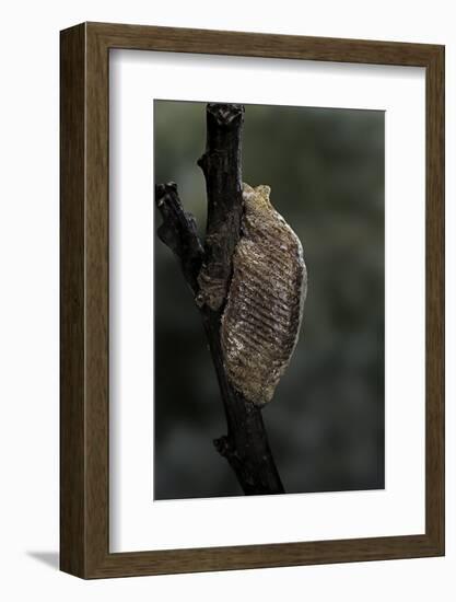 Mantis Religiosa (Praying Mantis) - Ootheca-Paul Starosta-Framed Photographic Print