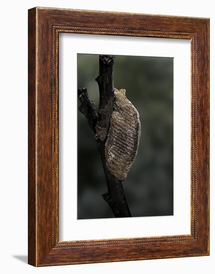 Mantis Religiosa (Praying Mantis) - Ootheca-Paul Starosta-Framed Photographic Print