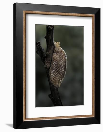 Mantis Religiosa (Praying Mantis) - Ootheca-Paul Starosta-Framed Photographic Print