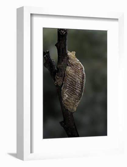 Mantis Religiosa (Praying Mantis) - Ootheca-Paul Starosta-Framed Photographic Print