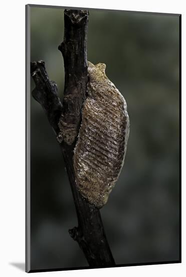 Mantis Religiosa (Praying Mantis) - Ootheca-Paul Starosta-Mounted Photographic Print