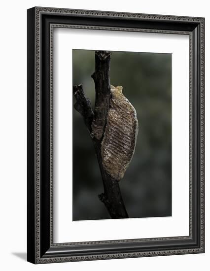 Mantis Religiosa (Praying Mantis) - Ootheca-Paul Starosta-Framed Photographic Print