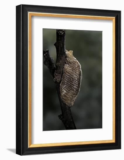 Mantis Religiosa (Praying Mantis) - Ootheca-Paul Starosta-Framed Photographic Print