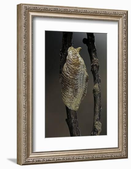 Mantis Religiosa (Praying Mantis) - Ootheca-Paul Starosta-Framed Photographic Print