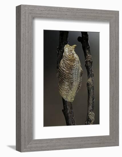 Mantis Religiosa (Praying Mantis) - Ootheca-Paul Starosta-Framed Photographic Print