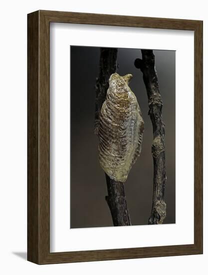 Mantis Religiosa (Praying Mantis) - Ootheca-Paul Starosta-Framed Photographic Print