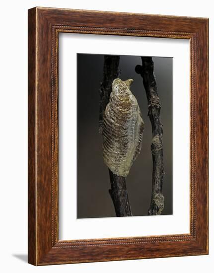 Mantis Religiosa (Praying Mantis) - Ootheca-Paul Starosta-Framed Photographic Print