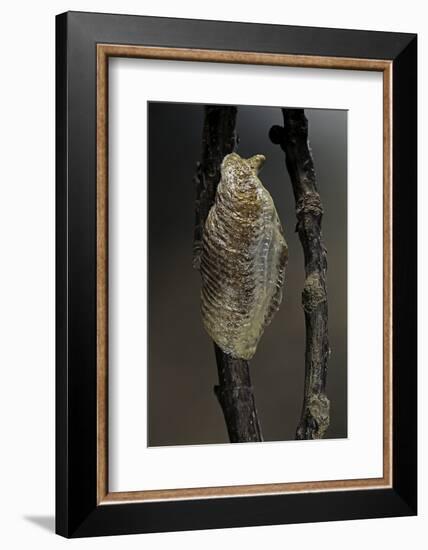 Mantis Religiosa (Praying Mantis) - Ootheca-Paul Starosta-Framed Photographic Print