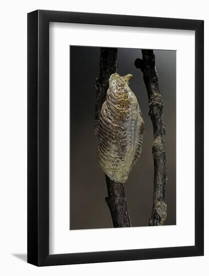 Mantis Religiosa (Praying Mantis) - Ootheca-Paul Starosta-Framed Photographic Print