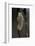 Mantis Religiosa (Praying Mantis) - Ootheca-Paul Starosta-Framed Photographic Print