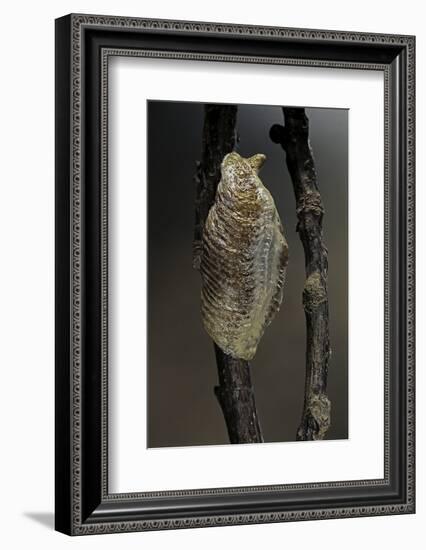 Mantis Religiosa (Praying Mantis) - Ootheca-Paul Starosta-Framed Photographic Print