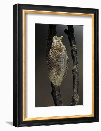 Mantis Religiosa (Praying Mantis) - Ootheca-Paul Starosta-Framed Photographic Print