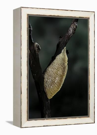 Mantis Religiosa (Praying Mantis) - Recently Laid Ootheca-Paul Starosta-Framed Premier Image Canvas