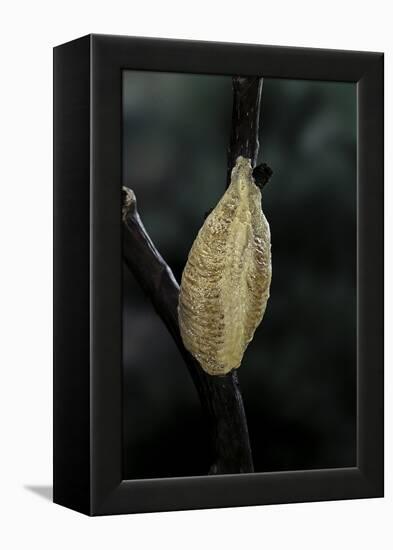 Mantis Religiosa (Praying Mantis) - Recently Laid Ootheca-Paul Starosta-Framed Premier Image Canvas