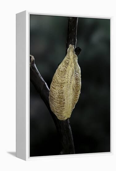 Mantis Religiosa (Praying Mantis) - Recently Laid Ootheca-Paul Starosta-Framed Premier Image Canvas