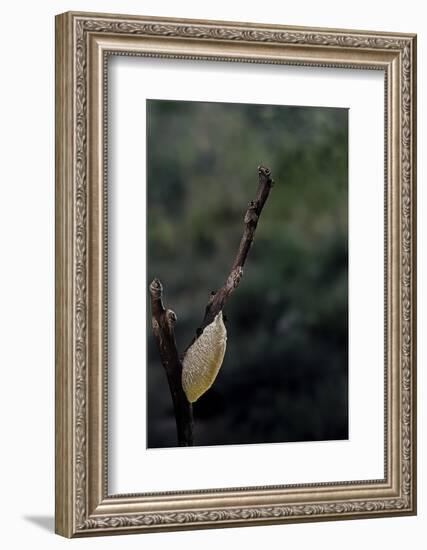 Mantis Religiosa (Praying Mantis) - Recently Laid Ootheca-Paul Starosta-Framed Photographic Print