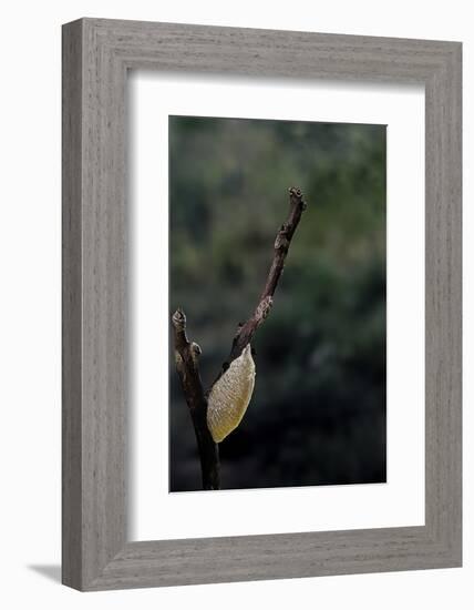 Mantis Religiosa (Praying Mantis) - Recently Laid Ootheca-Paul Starosta-Framed Photographic Print