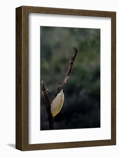 Mantis Religiosa (Praying Mantis) - Recently Laid Ootheca-Paul Starosta-Framed Photographic Print