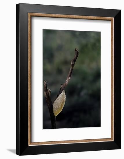 Mantis Religiosa (Praying Mantis) - Recently Laid Ootheca-Paul Starosta-Framed Photographic Print